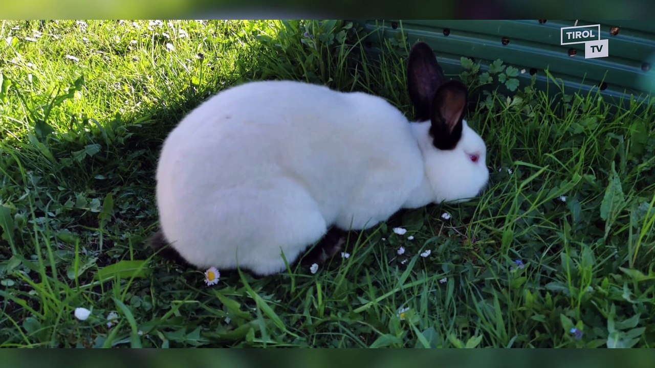 Seltene Zuchthasen in Häselgehr gestohlen