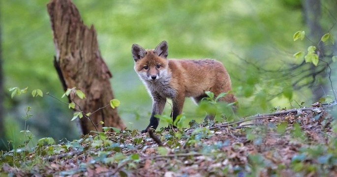 Suite à un pic de naissance d'animaux sauvages, l'ONF appelle à respecter le calme dans les forêts