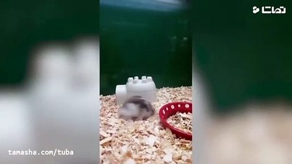 Funny short clips in laughter with animals