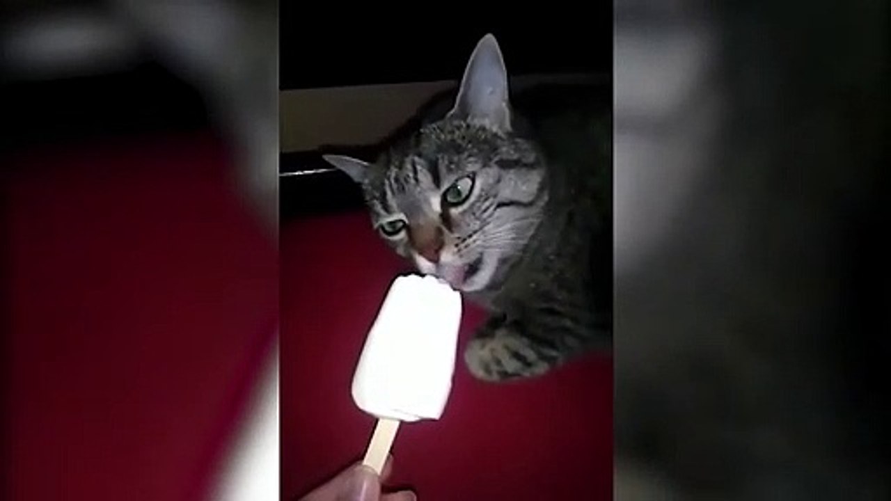 Cat hit its highest note yet