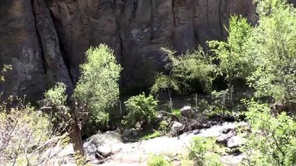 Kırlangıç Vadisi bitki örtüsüyle büyülüyor