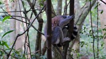 Wild Primates Resting On Trees