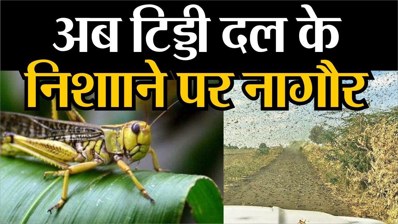 Locst Attack|| अब टिड्डी दल के निशााने पर नागौर