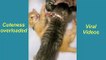 Cuteness overloaded | Kittens Videos | Cute Kittens Playing with Each Other |