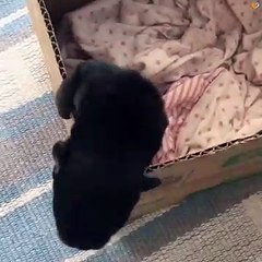 Golden Retriever Gets An Adorable Puppy Friend
