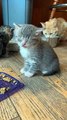 Kitten Struggles to Stay Awake After First Solid Feed