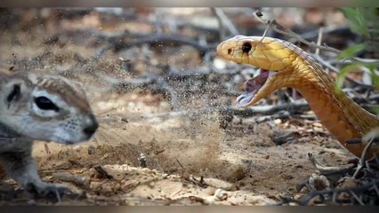 Squirrel Battles Cobra to Protect Her Babies | Kruger Sightings