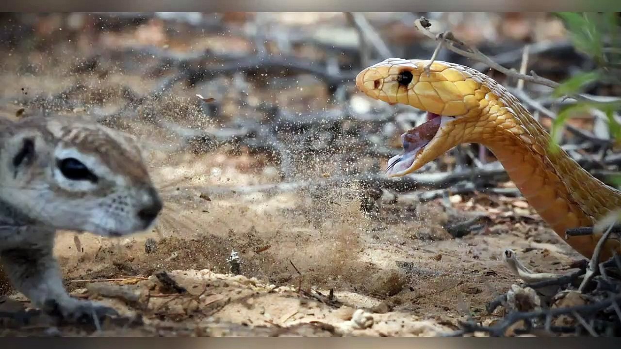 Squirrel Battles Cobra to Protect Her Babies | Kruger Sightings
