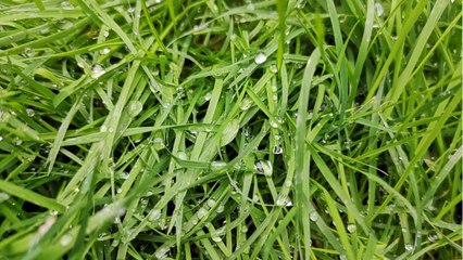 Vos Questions Jardin: des petites bêtes creusent des trous dans mon gazon
