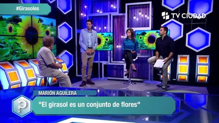 Girasoles y la Secuencia Fibonacci 🌻