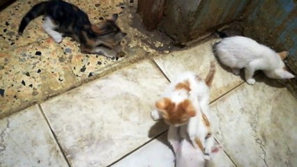 Sibling Kittens Open Fight