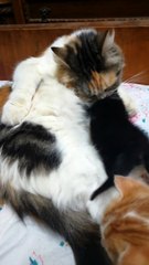 Cats Special Care Mother - Full Cleaning & Food