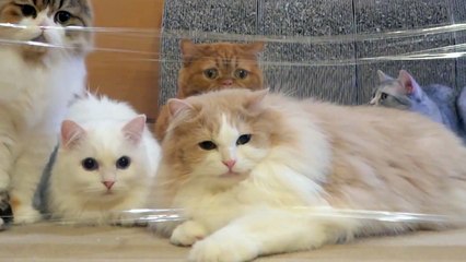 Cats vs Invisible Wall ( 720 X 720 )