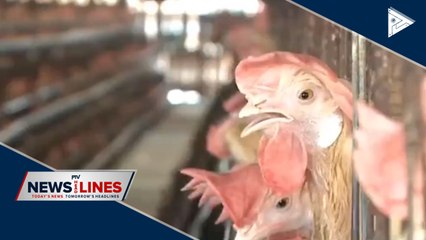 Poultry raisers want suspension of chicken importation