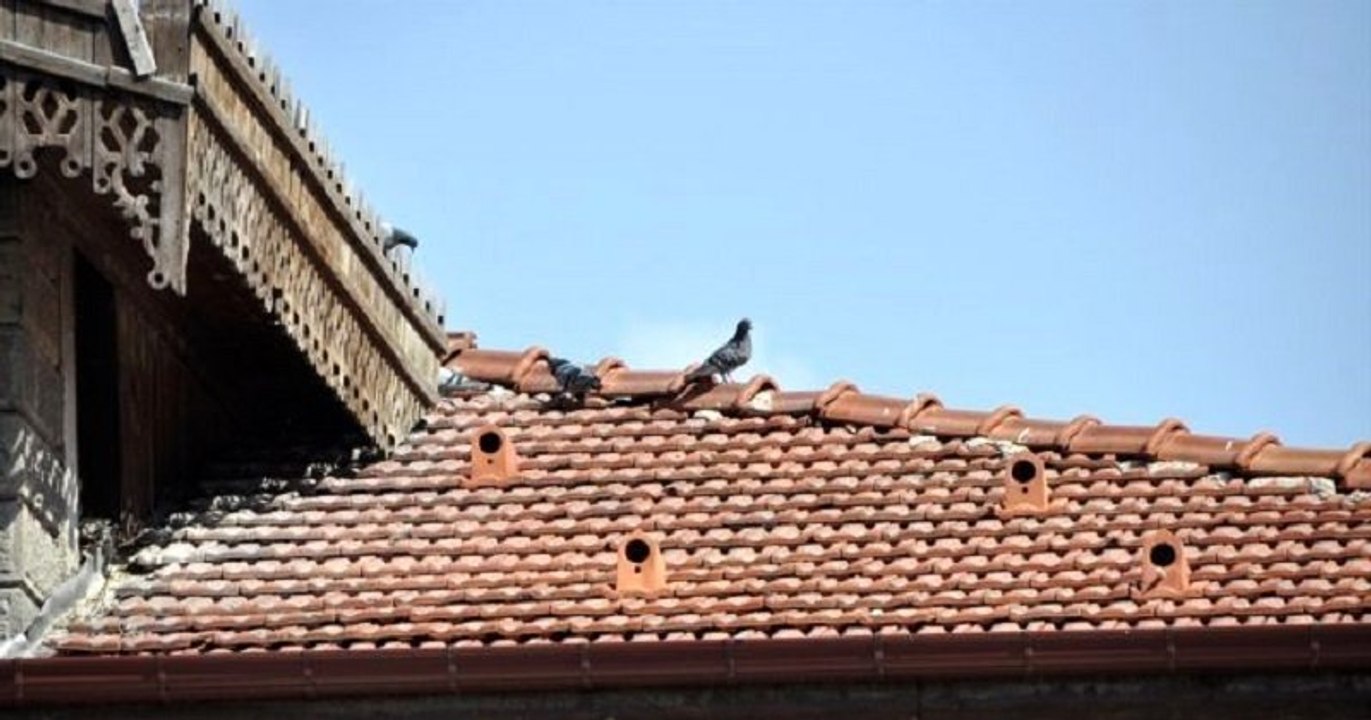 En Turquie, des « tuiles-nids » ont été installées sur les toits pour loger et protéger les oiseaux