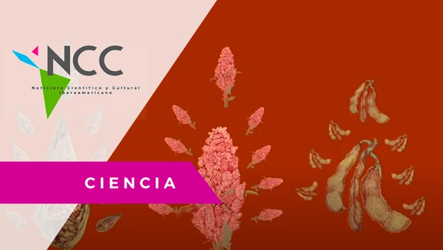 El arca di­gi­tal de se­mi­llas que re­cu­pe­ra las prác­ti­cas an­ces­tra­les de los cul­ti­vos