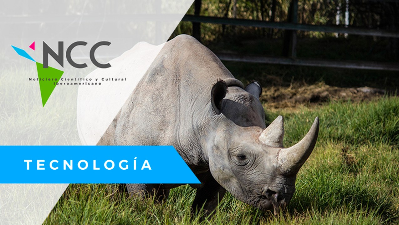 Los ri­no­ce­ron­tes en­cuen­tran en Ugan­da un lu­gar se­gu­ro para vi­vir