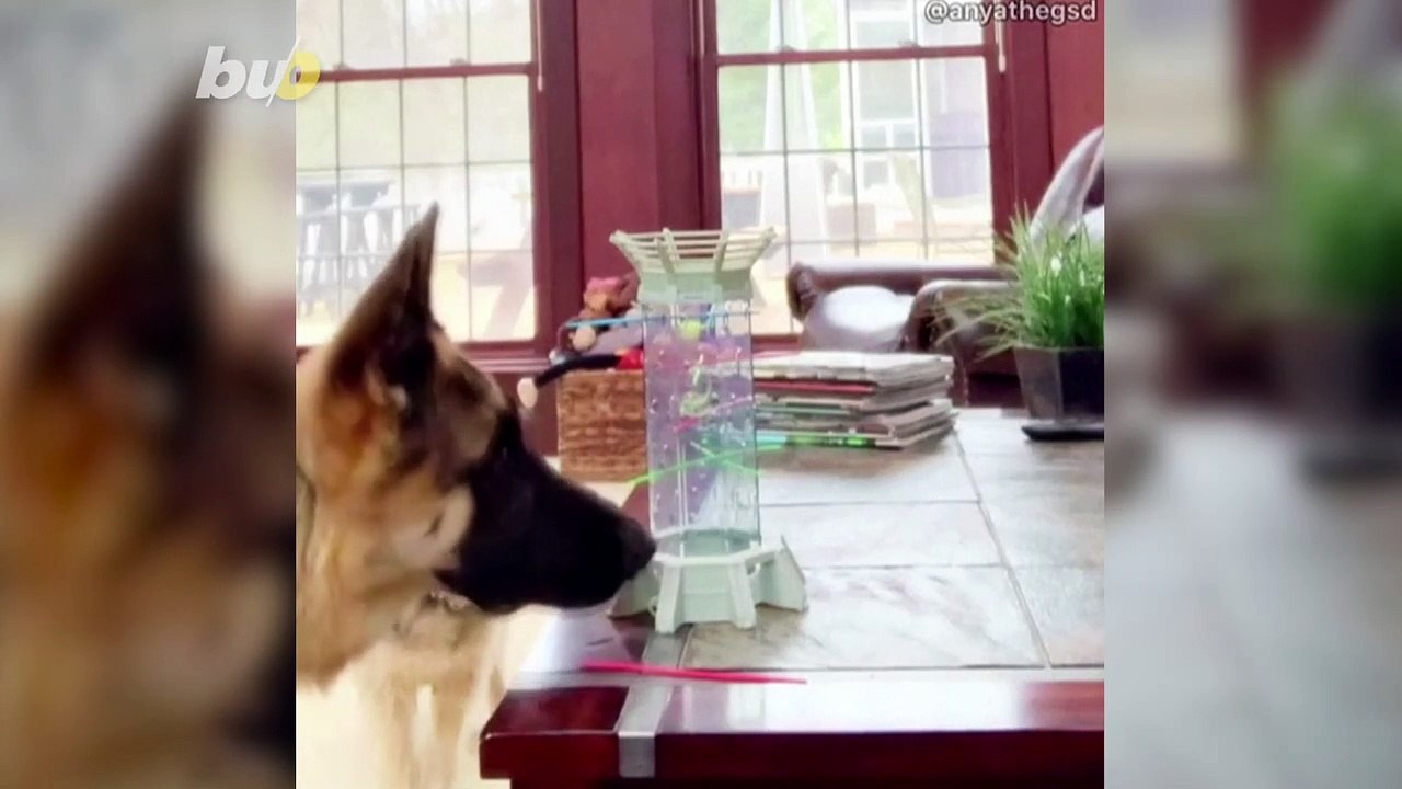 The Incredible Jenga-Playing Dog Graduates to KerPlunk
