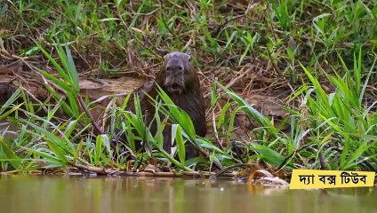 ৮ টি অদ্ভুত প্রাণী যা এখনও রয়েছে 8 Most Unusual Animals in the World দ্যা বক্স টিউব Ep 289