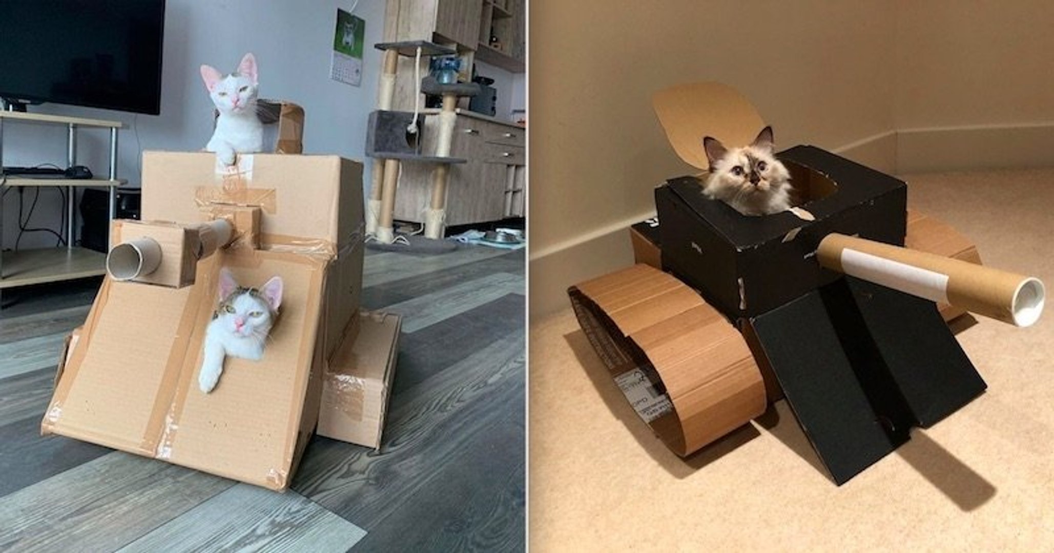 CatTank, le défi spécial confinement qui consiste à fabriquer des tanks en  carton pour ses... chats - Vidéo Dailymotion