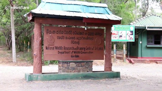 Two baby elephants receive medical treatment at Sri Lankan animal hospital