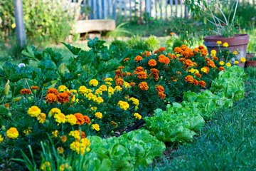 Why You Should Always Plant Flowers with Your Vegetables
