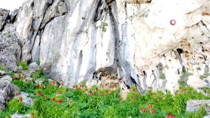 'Ağlayan gelin' olarak bilinen ters laleler, çiçek açarak görsel şölen sundu