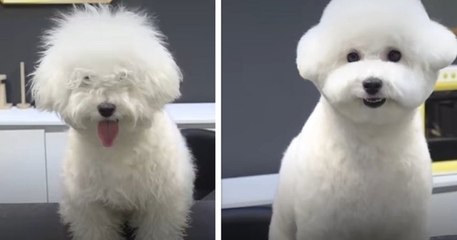 Après s'être fait toiletté, ce chiot ressemble à une adorable peluche