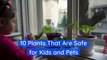 10 Plants That Are Safe for Kids and Pets