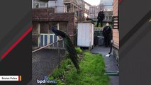 Boston Police Officer Uses Clever Cell Phone Trick To Capture Escaped Peacock