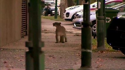 Animal Taking Over the Streets  during COVID 19 pandemic