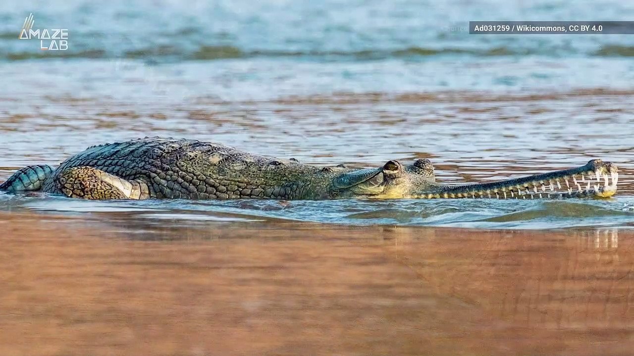 Identifying the Gender of Dinosaurs is Harder Than We Thought, Scientists Say