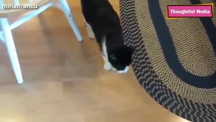 Funny Cats makes you Die Laughing!!! Try Not to Laugh