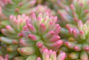 Pink Succulents Are Skyrocketing in Popularity on Etsy Right Now