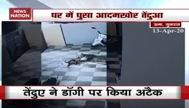 Watch: रिहायशी में इलाके में तेंदुए की दहशत, पालतू कुत्ते पर किया हमला