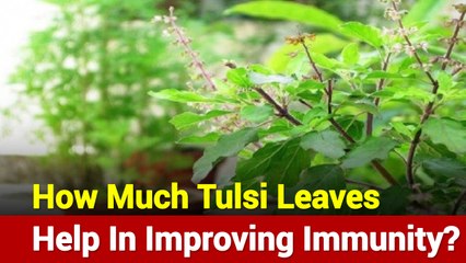 Doctor Se Baat: Can Tulsi Leaves Help Improve Immunity?