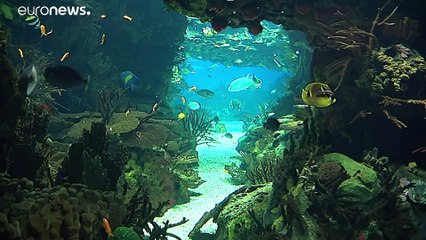 É possível mergulhar de novo no Oceanário de Lisboa