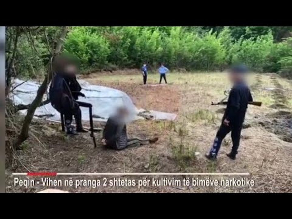 Report TV -Peqin/ Sekuestrohen 2500 rrënjë kanabis, arrestohen dy persona