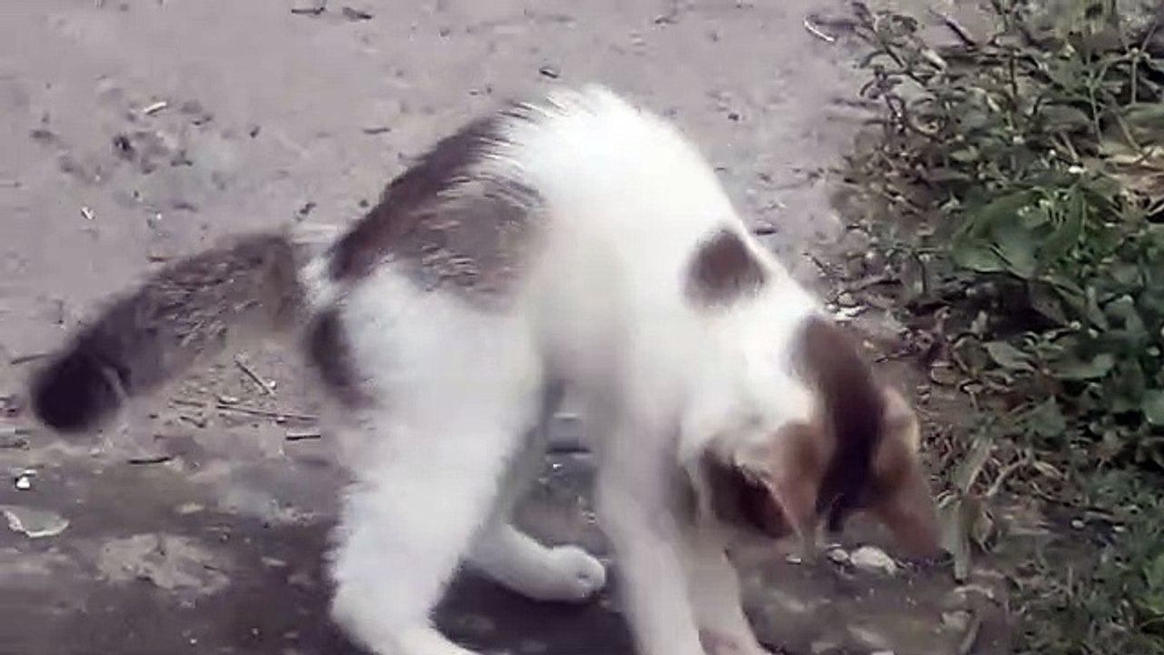 BABY LITTLE CAT PLAYING WITH A STICK