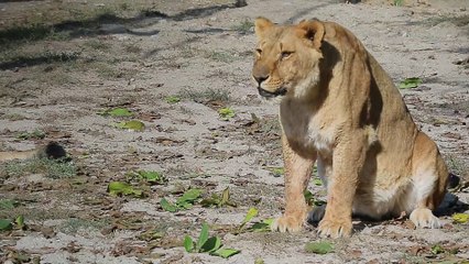 Lion After Eating Lunch