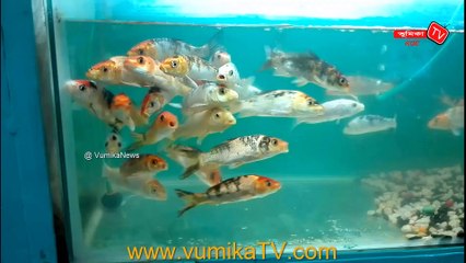 Beautiful coral reef fish