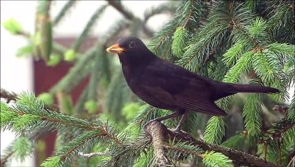 Praznik pomladi 2020 (corona generacija)