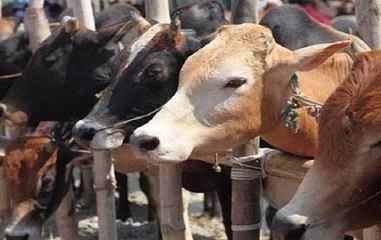 Speed News: NDRF team saves three cows from drowning in Nainital