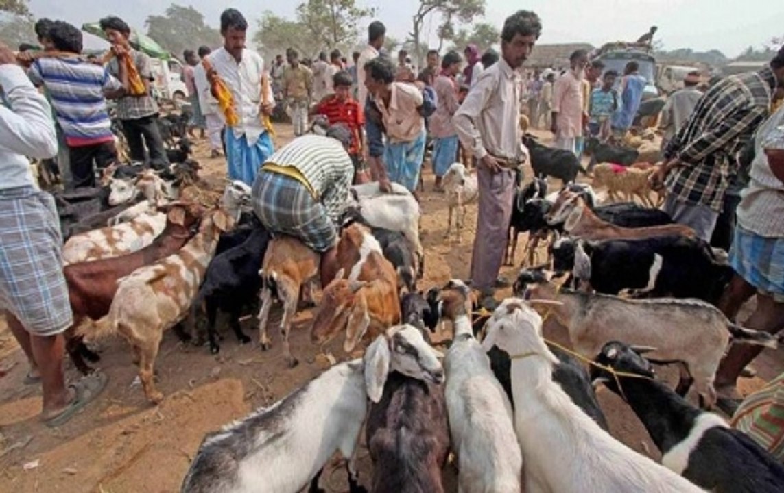 Eid-Al-Adha: High demand of goats in Gorakhpur...