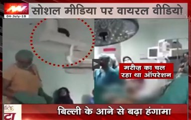 Nation View: Cat enters operation theatre in Jinnah hospital, Lahore