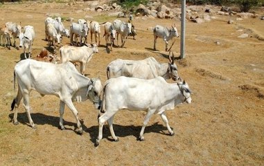 Pakistan currency notes found in Rajasthan cow shelter's donation box.