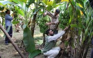 Panama infected bananas are spreading across many Indian states