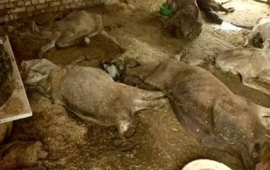 Delhi : 50 cows found dead at Dwarka cowshed, government orders probe