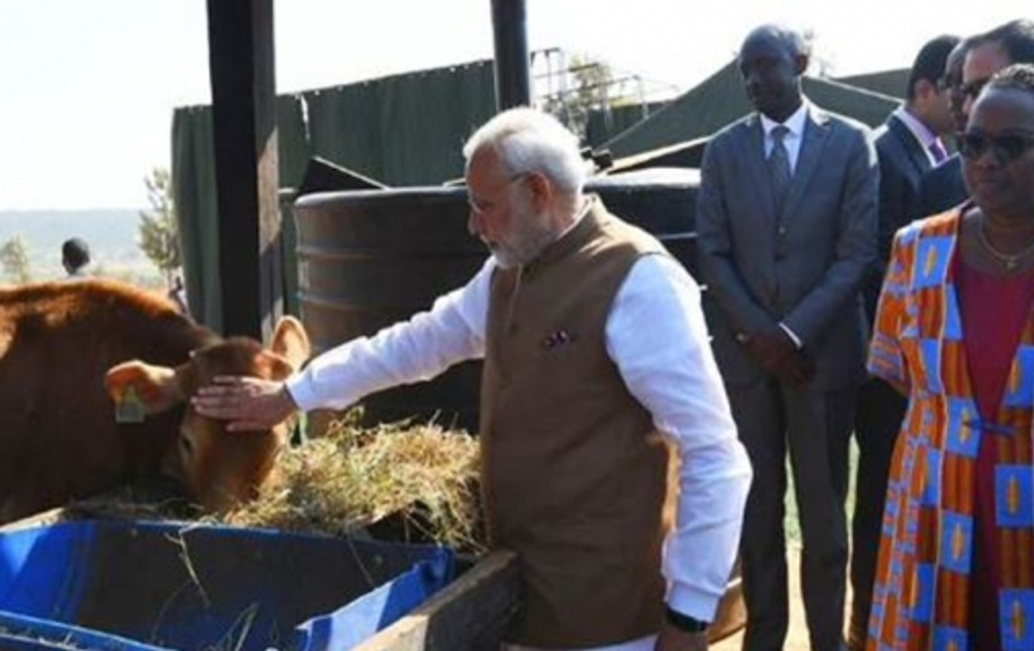 PM Modi gifts 200 cows to villagers in Rwanda