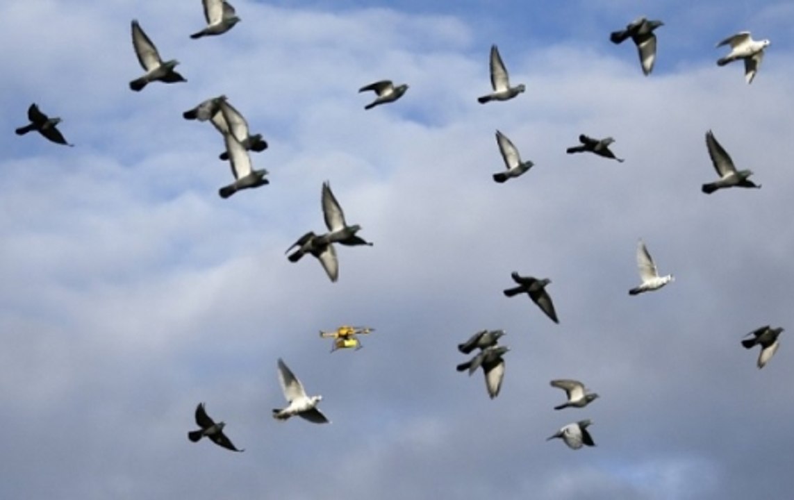 China launches robotic bird drones to keep a tab over its citizens - video  Dailymotion